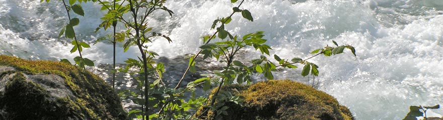 Bergbachstrudel mit Uferpflanze